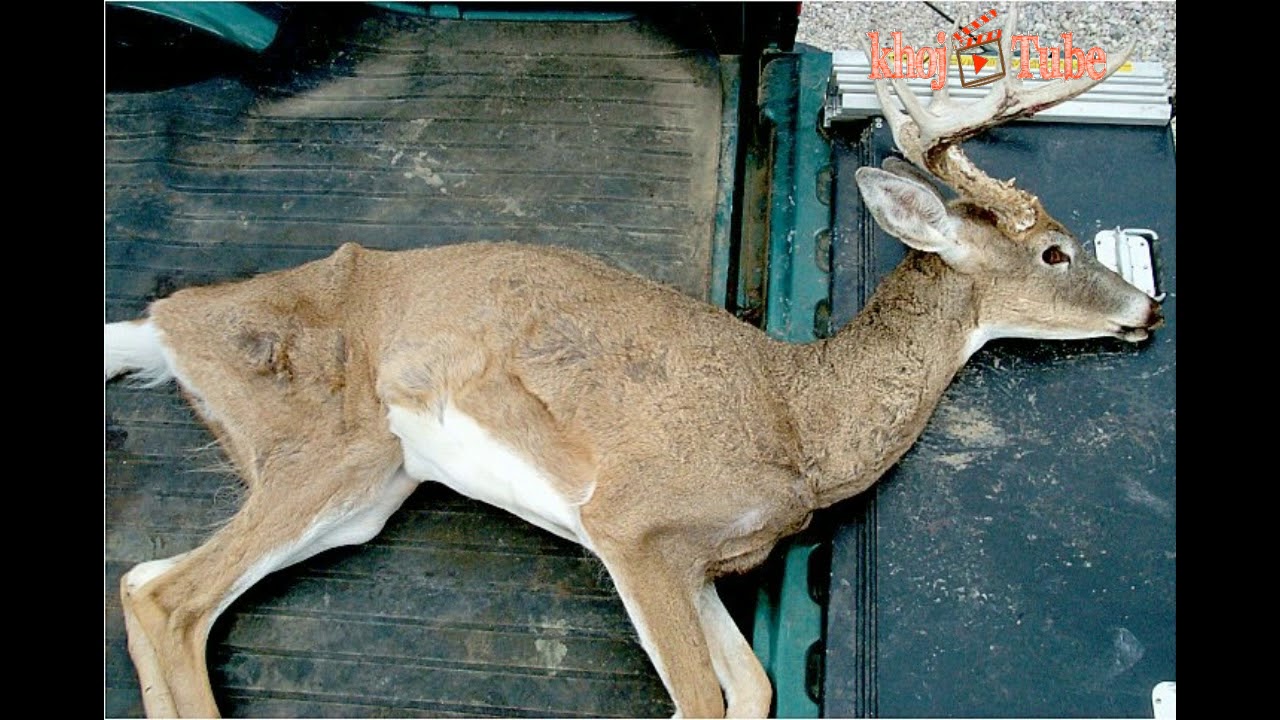 New Zombie deer disease prone to Human health